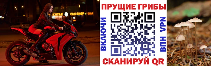 Галлюциногенные грибы Psilocybe  Зеленогорск 
